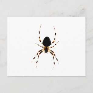 Spider pccna postcard