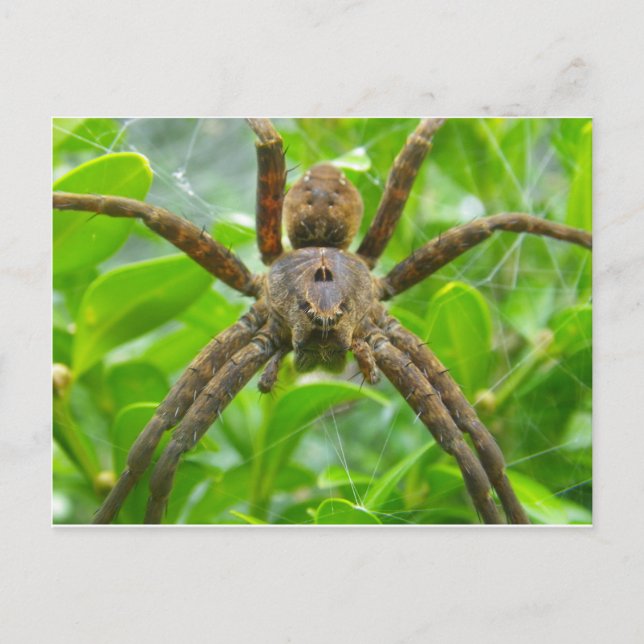 Spider postcard (Front)