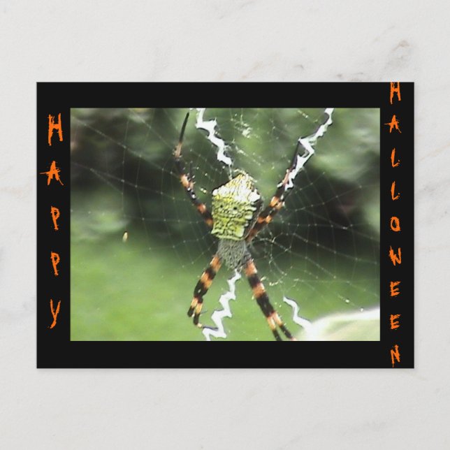Spider Postcard (Front)