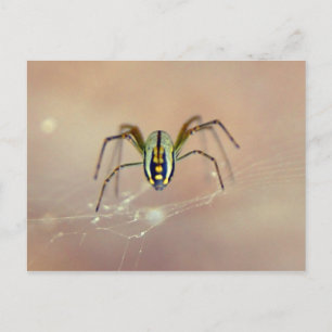 Spider Postcard