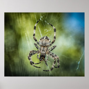 Spider Poster