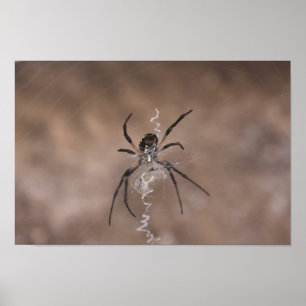 Spider Poster
