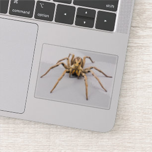 Spider Sense