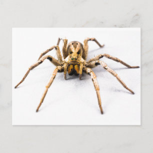 Spider Sense Postcard