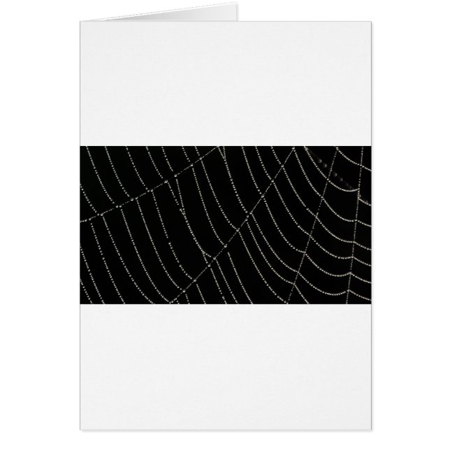 Spider Web (Front)