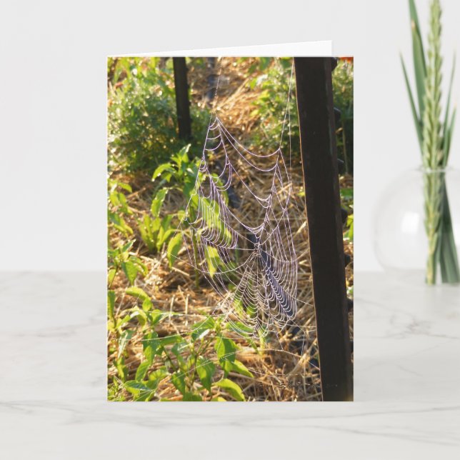 Spider Web and Dew Drops Card (Blank) (Front)