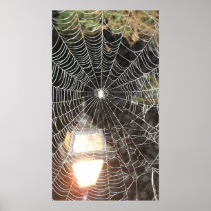 Spider Web at Night Photograph  Arachnology Poster