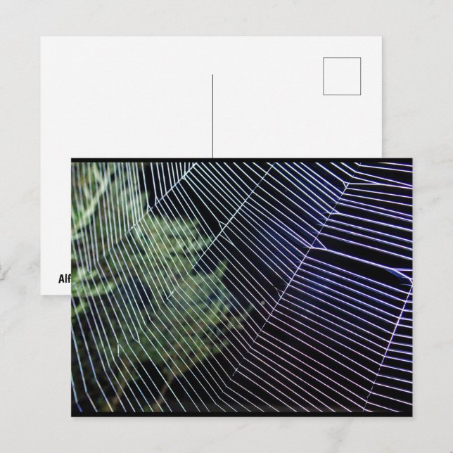Spider Web at Night Postcard (Front/Back)
