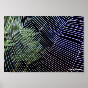 Spider Web at Night Poster