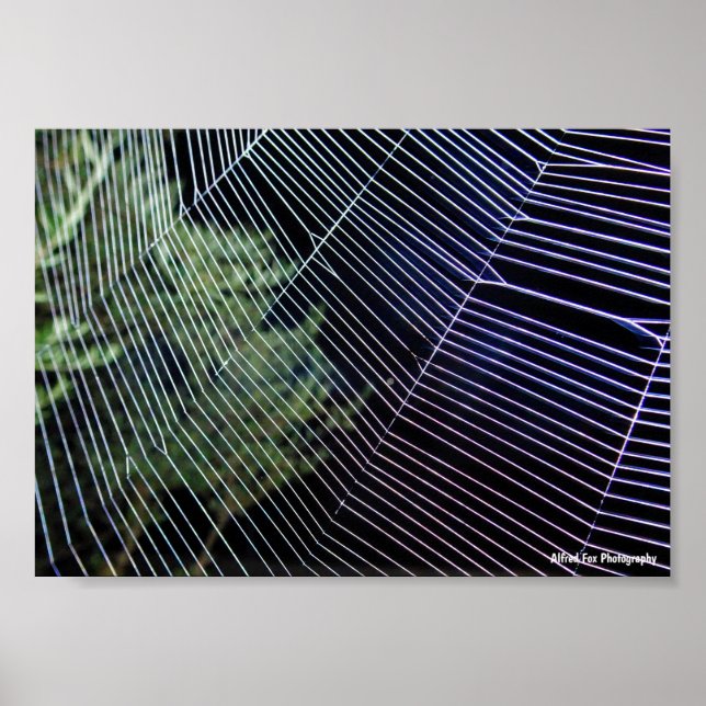 Spider Web at Night Poster (Front)