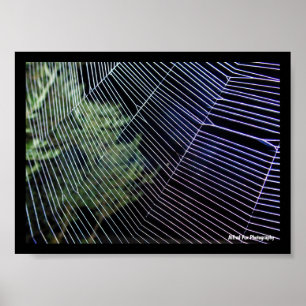 Spider Web at Night Poster