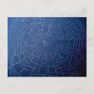 Spider Web Postcard