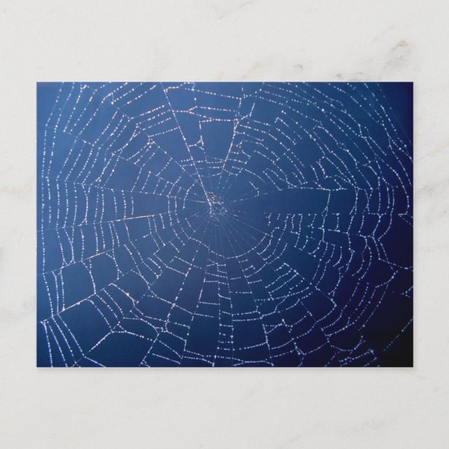 Spider Web Postcard (Front)
