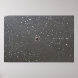 Spider Web Poster