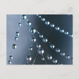 Spider Web with Droplets Postcard