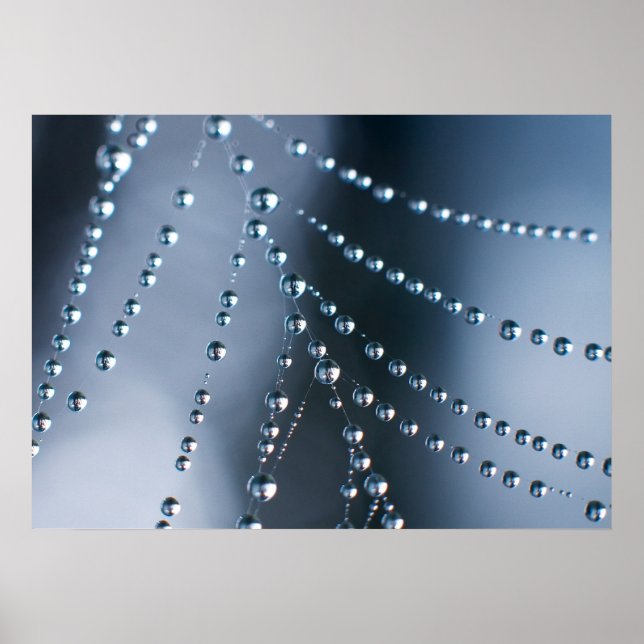 Spider Web with Droplets Poster (Front)