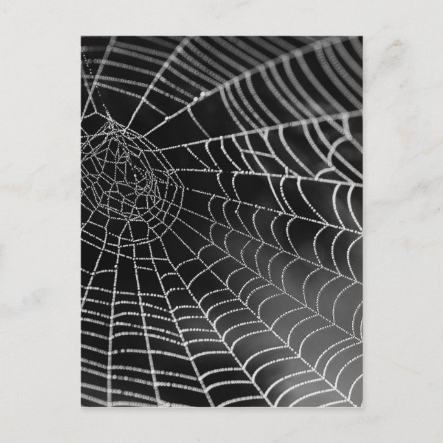 Spider web with water beads postcard (Front)