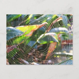 Spider Webs macro  Postcard