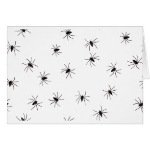 spiders