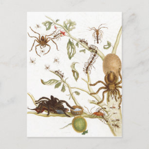 Spiders, ants and hummingbird on a branch of ... postcard