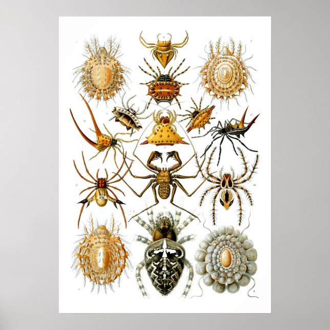 Spiders Arachnida Illustrations by Ernst Haeckel Poster (Front)