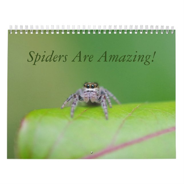 Spiders Are Amazing! Calendar (Cover)