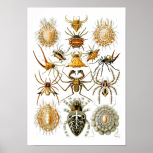 Spiders, Ernst Haeckel Fine Art Poster