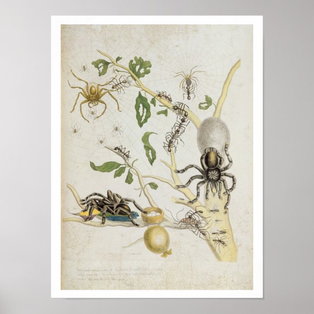 Spiders: Mygole, plate 18 from 'Over de Voorteelin Poster (Front)