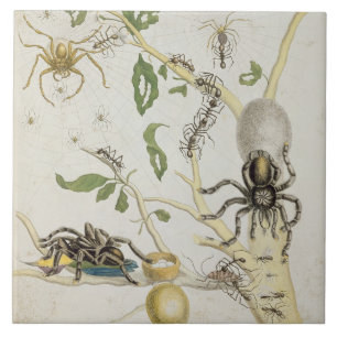 Spiders: Mygole, plate 18 from 'Over de Voorteelin Tile