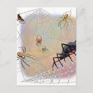 Spiders Postcard