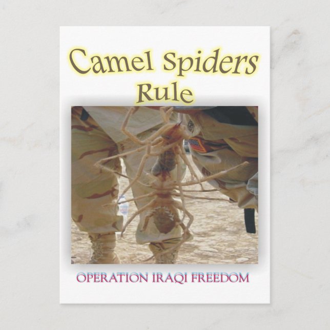 Spiders Postcard (Front)