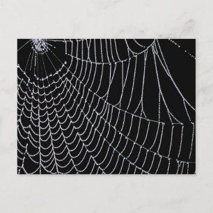 Spider's Web   Postcard