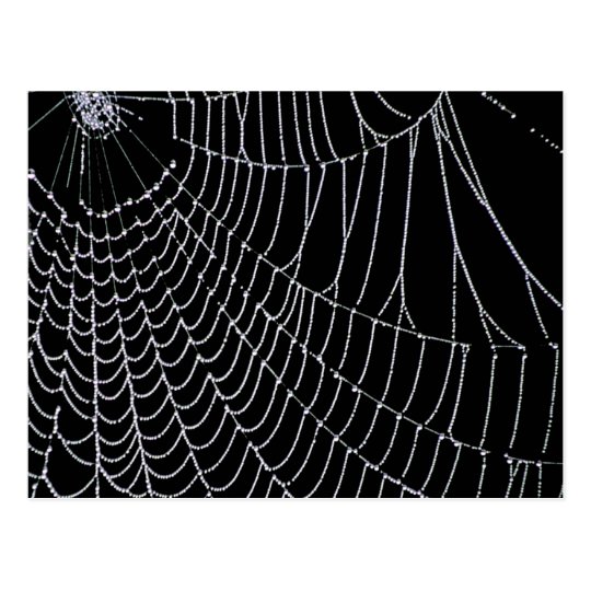 Spider's Web | Postcard