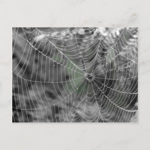 SPIDERS WEB POSTCARD