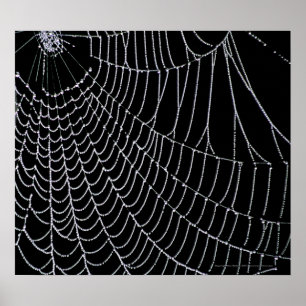 Spider's Web   Print
