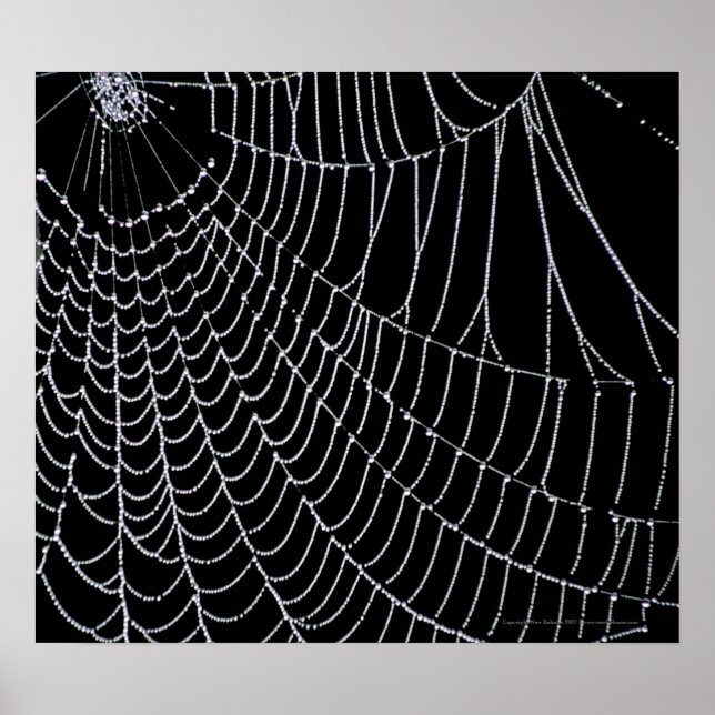 Spider's Web | Print (Front)
