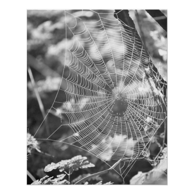 Spiderweb in Long Grass Poster (Front)