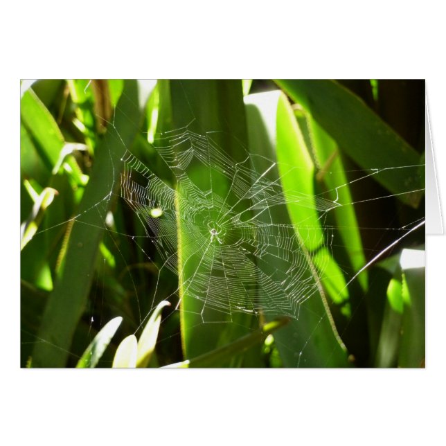 Spiderweb in Tropical Leaves Nature (Front Horizontal)