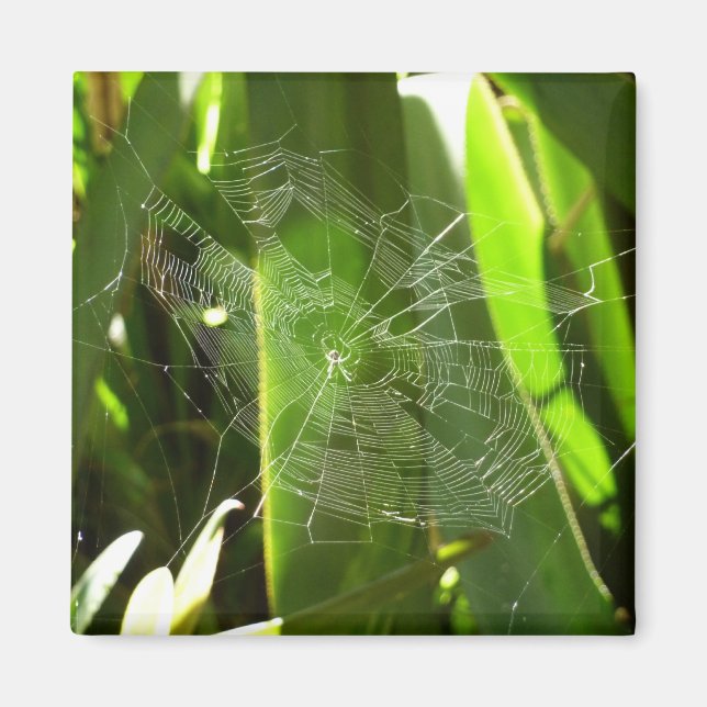 Spiderweb in Tropical Leaves Nature Magnet (Front)