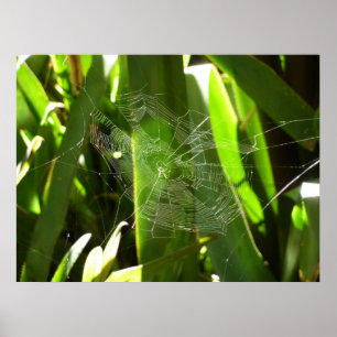 Spiderweb in Tropical Leaves Nature Poster