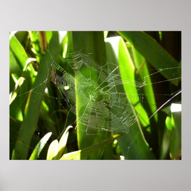 Spiderweb in Tropical Leaves Nature Poster (Front)