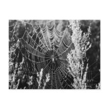 Spiderweb