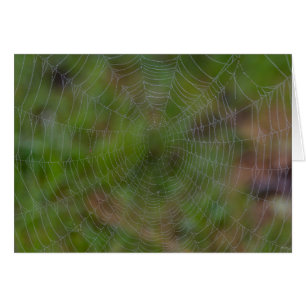 Spiderweb With Droplets