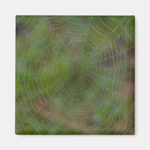 Spiderweb With Droplets Magnet