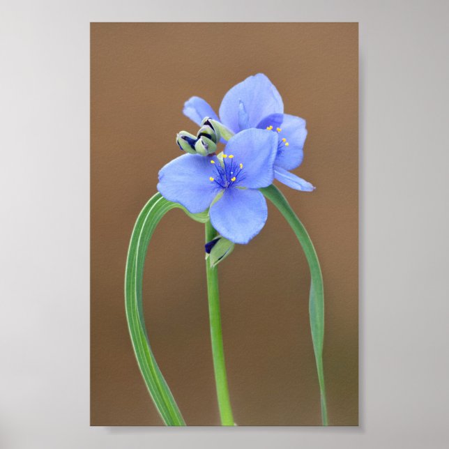 Spiderwort Blossom Closeup Poster (Front)