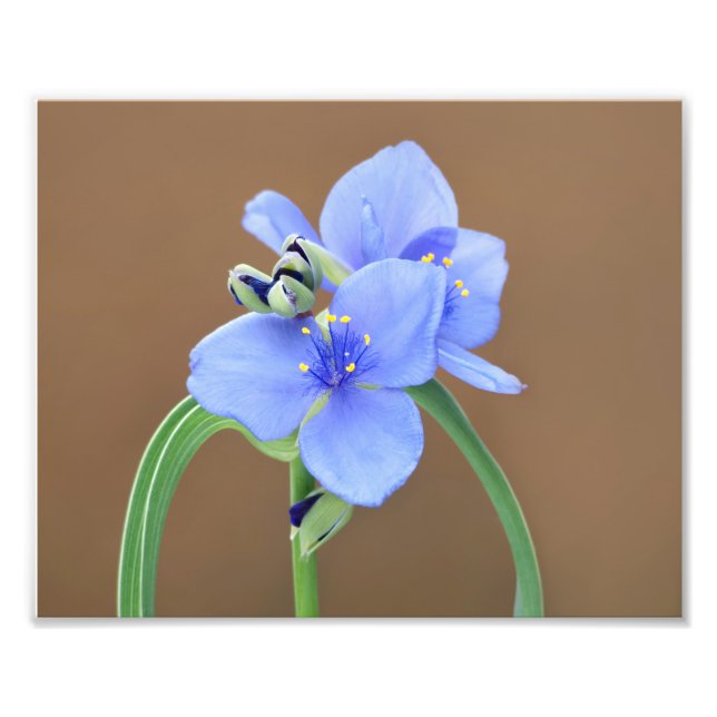 Spiderwort Flower Photo Print (Front)