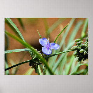 Spiderwort flower poster