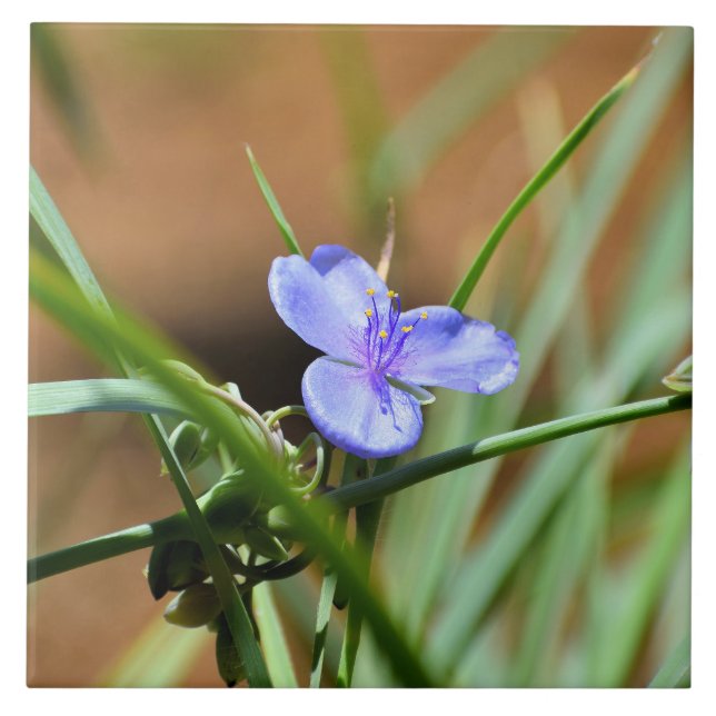 Spiderwort flower tile (Front)