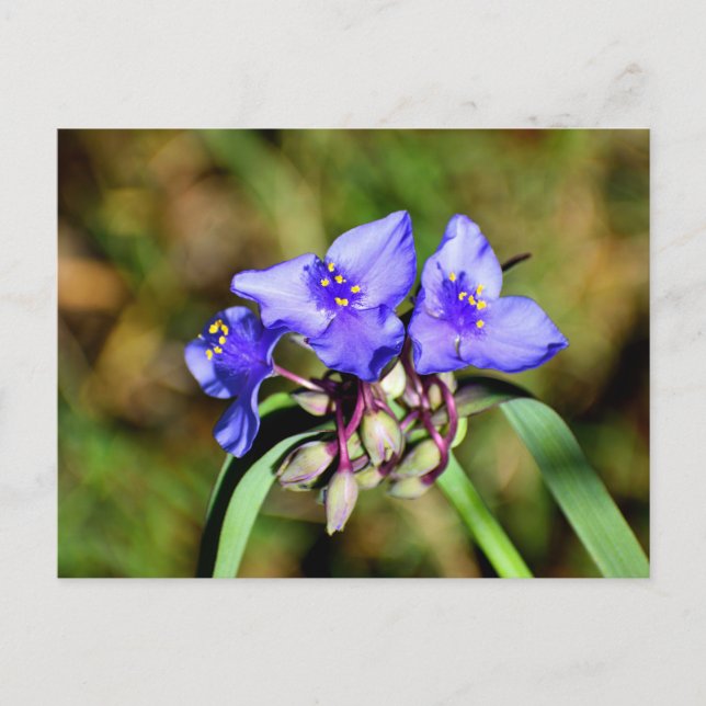 Spiderwort Flowers Postcard (Front)