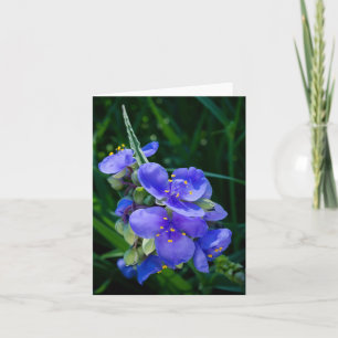 Spiderwort Plant Closeup in Full Bloom Invitation
